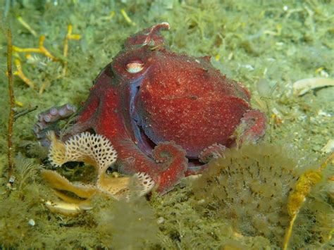 The blue blood of the Antarctic octopus « World Ocean Review