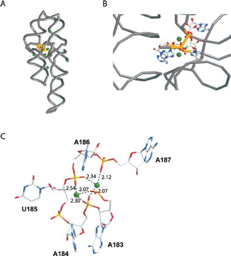 Structure Of The P4 P6 Domain Of The Tetrahymena Ribozyme Model Shown