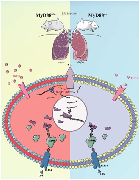 Mechanism Of MyD88 Knockdown Ameliorating LPS Induced Acute Lung Injury