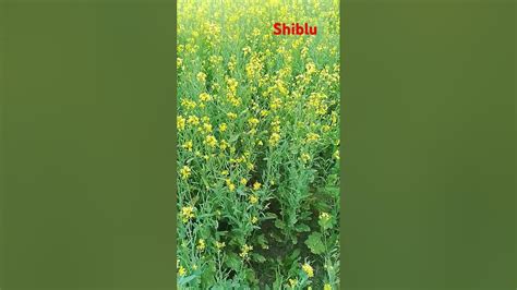 ndeer kuule srisha fulshiblu siblu shortsvideo banglasong youtube