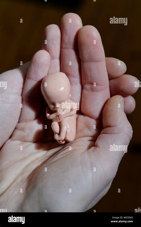 3 Months Fetus Hi Res Stock Photography And Images Alamy