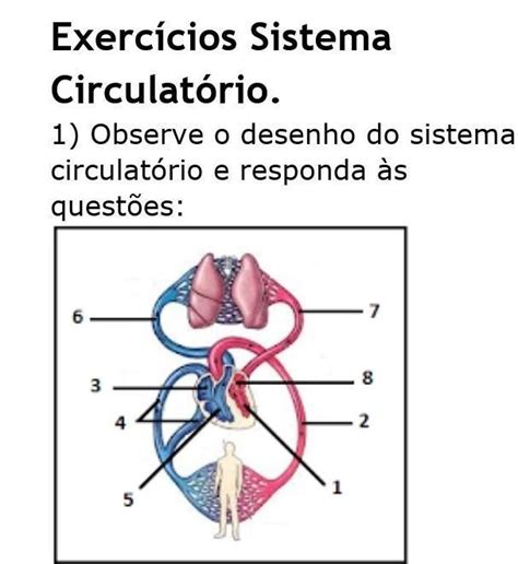 Sistema Circulatório Desenho Simples - Exercícios Sistema Circulatório. 1) Observe o desenho do sistema ...