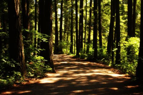 Forest Path Wallpapers Top Free Forest Path Backgrounds Wallpaperaccess