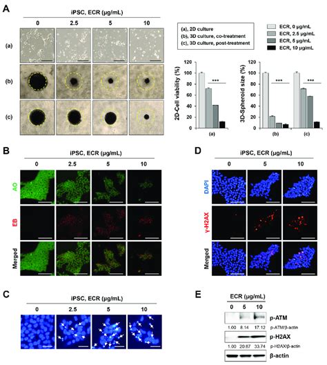 Cytotoxic Effect Of Ecr On Ipscs In D And D Cultures A Ipscs Were