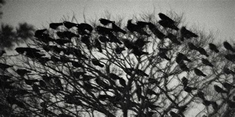 Image Result For Japanese Photographer Crows Japanese Photography