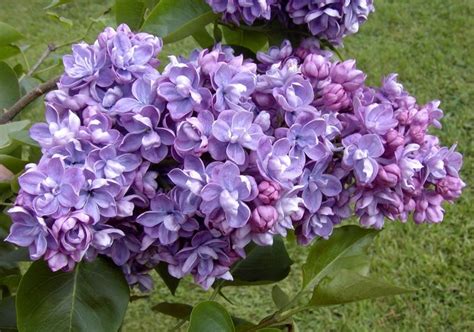 Lill Syringa Vulgaris Syringa Vulgaris Piante Da Giardino