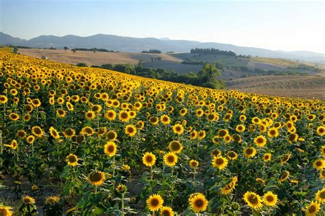 Fioriture primaverili le più belle da vedere in Italia Style