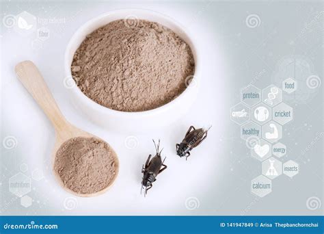 Cricket Powder Insect for Eating As Food Items Made of Cooked Insect ...