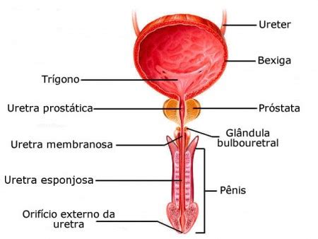 Qual É A Função Da Uretra