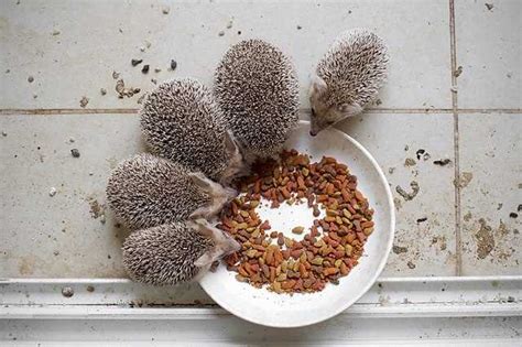 Эфиопский ёж: особенности поведения и уход за животным в домашних условиях