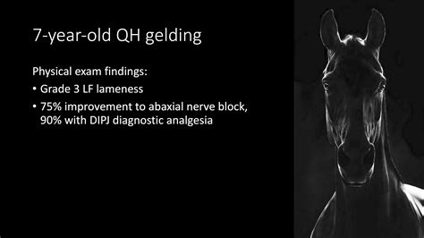 7 Year Old QH Gelding Veterinary Diagnostic Imaging College Of