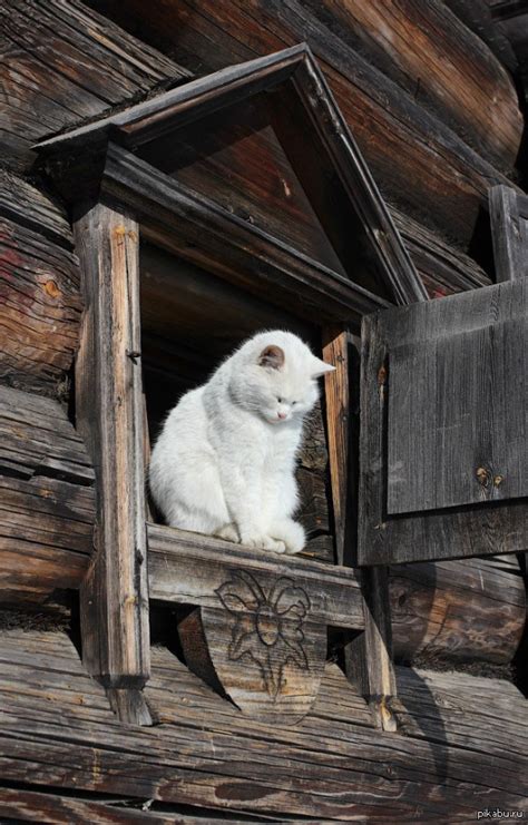 Кошка в окошке | Пикабу