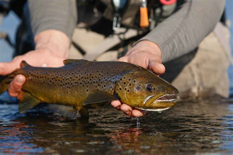 When Do Brown Trout Spawn