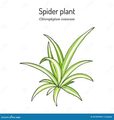 Anthericum Cartoons, Illustrations & Vector Stock Images - 8 Pictures