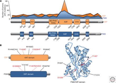 Exploitation Of EP300 And CREBBP Lysine Acetyltransferases By Cancer