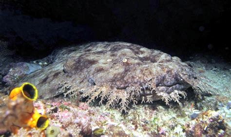 Wobbegong Shark – "OCEAN TREASURES" Memorial Library