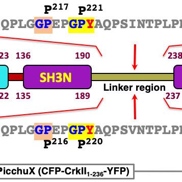 Schematic Structure Of The Crk Adaptor Proteins The Cellular Crk