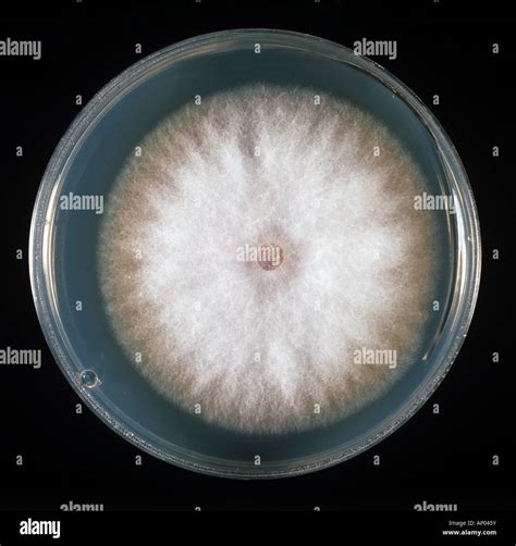 A Culture Of The Phytopathogenic Fungus Fusarium Oxysporum On Pda Plate