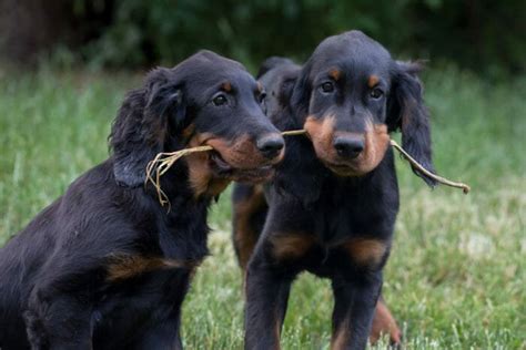 Setter Gordon Aspetto Carattere Educazione Di Questo Cane Stupendo