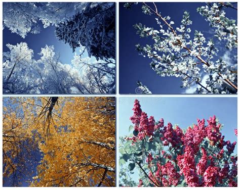 Four Seasons Spring Summer Autumn Winter Tree Stock Image Image Of