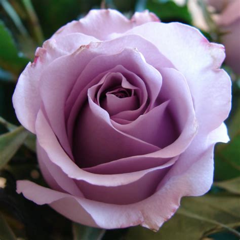 Top Pictures Images Of Purple Roses Superb