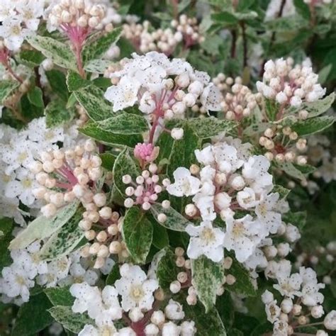 Spiraea vanhouttei (x)i PINK ICE 'Catpan' - Clematite.ro