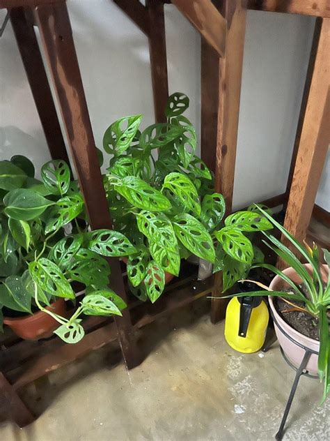 Swiss Cheese Plant Cuttings Monstera Deliciosa Furniture And Home