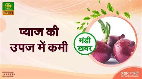 Agricultural Market News Mandi Khabar मड खबर पयज क उपज म