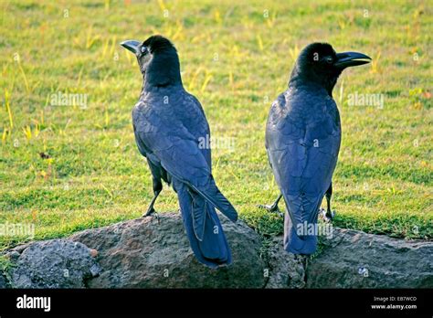 House Crow, Corvus splendens Stock Photo - Alamy