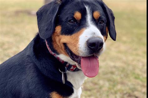 Entlebucher Mountain Dog Puppies For Sale