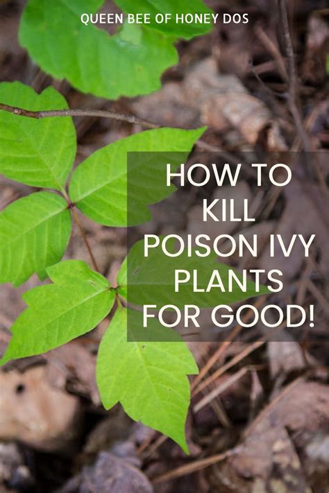 Getting Rid Of Poison Ivy Oak And Sumac Poison Ivy Plants Ivy Plants Poison Ivy