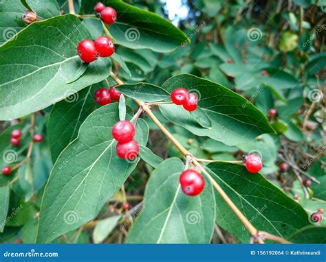 Red Wild Toxic Berries On Green Leaves Garden Macro Stock Photo Image