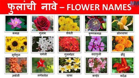 Flower Name In Marathi With Picture Home Alqu