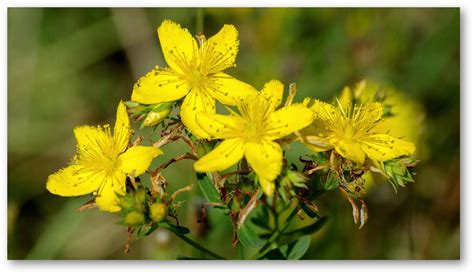 Hypericum Perforatum L Shortcuts To Be Avoid For Species