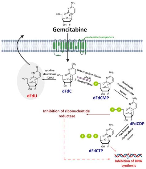 A Schematic Of Gemcitabine Dfdc Cellular Uptake Mechanism Of Action