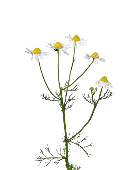 Jerman Chamomile Matricaria Chamomilla Recutita Flora Liar Foto Latar