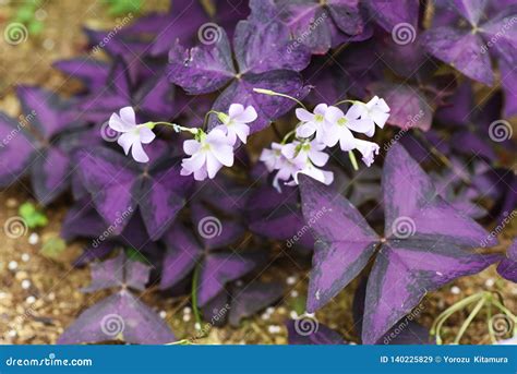 Oxalis regnellii flowers stock image. Image of false - 140225829