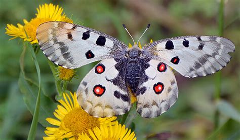 АПОЛЛОН ᐈ Фото и описание