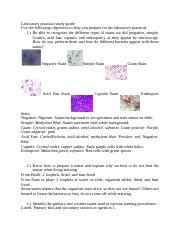 Microbiology Final Lab Practical Study Guide Docx Laboratory