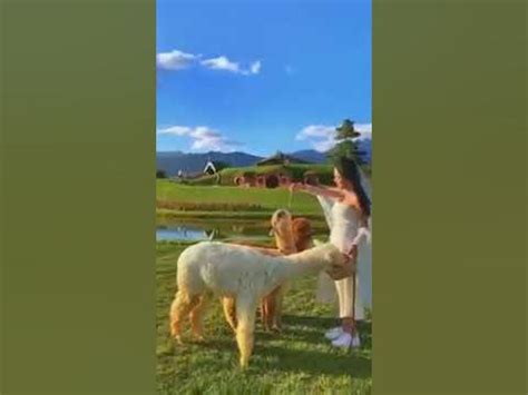 Qiao Bian Gu Niang - YouTube 