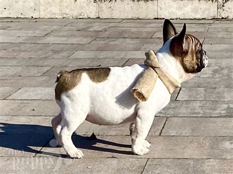 Adopt Sugar - Adopt Dogs & Cats on PuppiesNation
