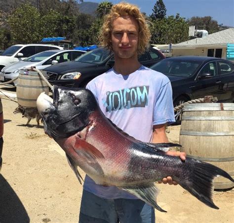 My Pb California Sheepshead Lbs R Fishing