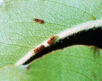 pear psylla cacopsylla pyricola fruit fact sheet cals