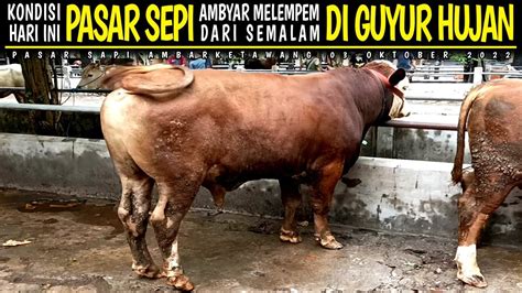 Kondisi Terbaru Pasar Sapi Ambarketawang Jogja Hari Ini Pasar Sepi