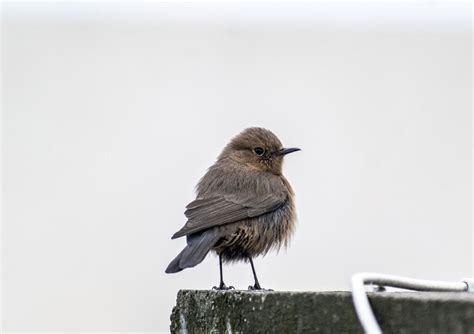 Rock Wren: Field Guide, Pictures, Habitat & Info - Optics Mag