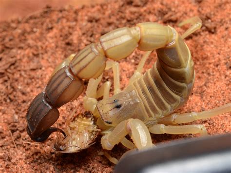 A Close Up Of A Scorpion On The Ground