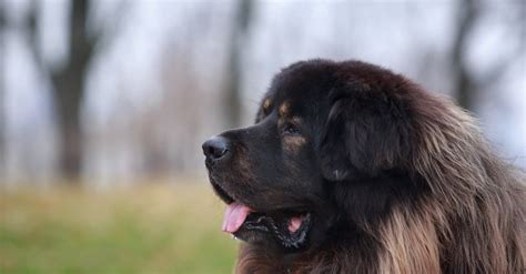 tibetan mastiff dog breed complete guide   animals