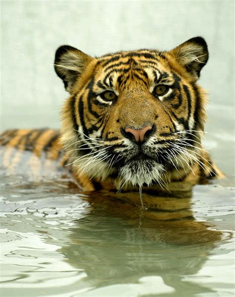 sumatran tiger cubs Archives - WildCats Conservation Alliance