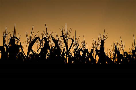 Corn Field Silhouette Stock Photos, Pictures & Royalty-Free Images - iStock