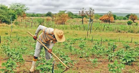 Mais De 3 Mil Agricultores Quiterienses Seriam Beneficiados A